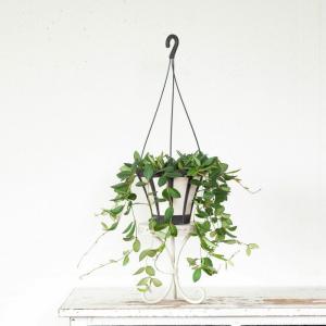 観葉植物 種類 室内 おしゃれ ぶら下げ ハン...の詳細画像3