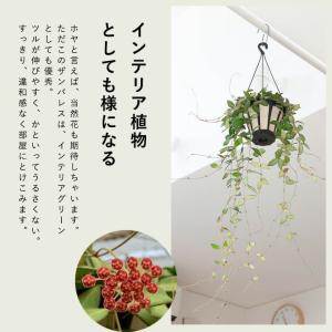 観葉植物 種類 室内 おしゃれ ぶら下げ ハン...の詳細画像4