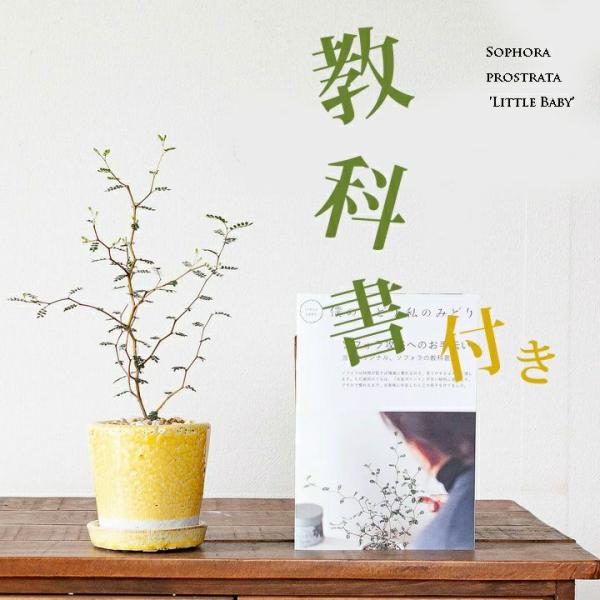 【教科書（6ページ冊子）付き】ソフォラ・プロストラータ &quot;リトルベイビー″※お届けは11/12〜