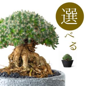 多肉植物 トリコディアデマ 【選べる】多肉盆栽！トリコディアデマ・デンサム
