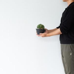 多肉植物 トリコディアデマ 【選べる】多肉盆栽...の詳細画像2