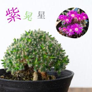 多肉植物 トリコディアデマ 【選べる】多肉盆栽...の詳細画像4