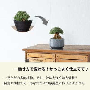 多肉植物 トリコディアデマ 【選べる】多肉盆栽...の詳細画像5