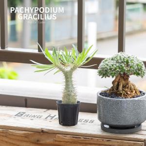 観葉植物 パキポ 【写真で選べる】国内実生!パ...の詳細画像1