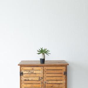 観葉植物 パキポ 【写真で選べる】国内実生!パ...の詳細画像2