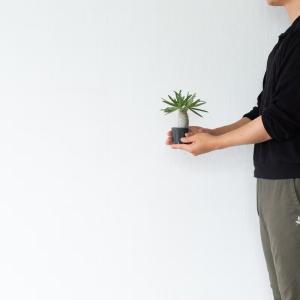観葉植物 パキポ 【写真で選べる】国内実生!パ...の詳細画像3