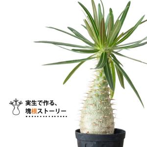 観葉植物 パキポ 【写真で選べる】国内実生!パ...の詳細画像4
