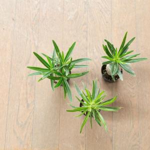 観葉植物 パキポ 【写真で選べる】国内実生!パ...の詳細画像5