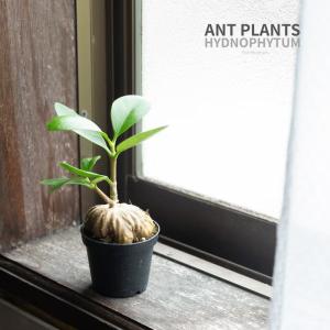観葉植物 ヒドノフィツム ぽってりアリ植物。ヒドノフィツム・フォルミカルム（2号）