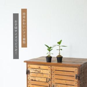 観葉植物 ヒドノフィツム ぽってりアリ植物。ヒ...の詳細画像1