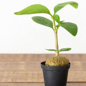 観葉植物 ヒドノフィツム ぽってりアリ植物。ヒ...の詳細画像2