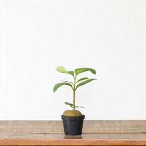 観葉植物 ヒドノフィツム ぽってりアリ植物。ヒ...の詳細画像3