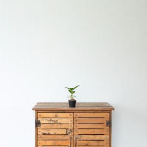 観葉植物 ヒドノフィツム ぽってりアリ植物。ヒ...の詳細画像4