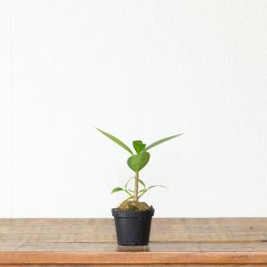 観葉植物 ヒドノフィツム ぽってりアリ植物。ヒ...の詳細画像5
