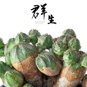 多肉植物 ユーフォルビア 年代物の群生ユーフォルビア・オベサブロウ（4号）