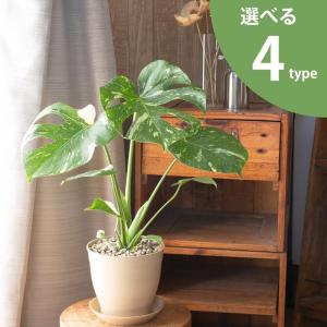 観葉植物 モンステラ 【鉢が選べる】モンステラ・タイコンステレーション