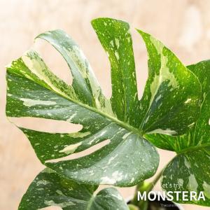 観葉植物 モンステラ 【鉢が選べる】モンステラ...の詳細画像1