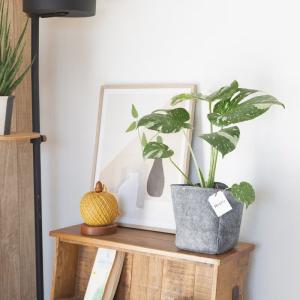 観葉植物 モンステラ 【鉢が選べる】モンステラ...の詳細画像2