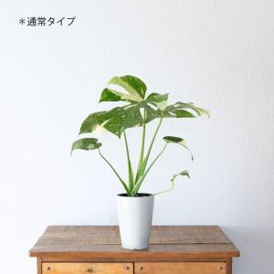 観葉植物 モンステラ 【鉢が選べる】モンステラ...の詳細画像3