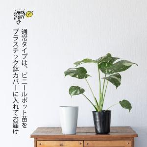 観葉植物 モンステラ 【鉢が選べる】モンステラ...の詳細画像4