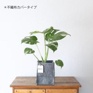 観葉植物 モンステラ 【鉢が選べる】モンステラ...の詳細画像5