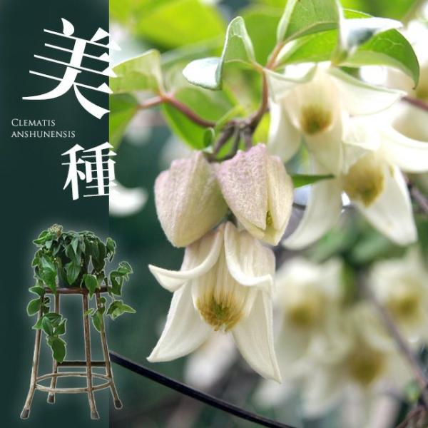 観葉植物 種類 屋外 おしゃれ クレマチス 花 アンスンエンシス ※予約品・お届けは12/10〜