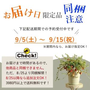 果樹 苗 早割☆SALE 実がた〜くさん付いた...の詳細画像1