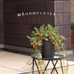 果樹 苗 早割☆SALE 実がた〜くさん付いた...の詳細画像5