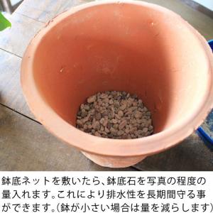 【植え替えの必需品】鉢底石(軽石)と鉢底ネット...の詳細画像5