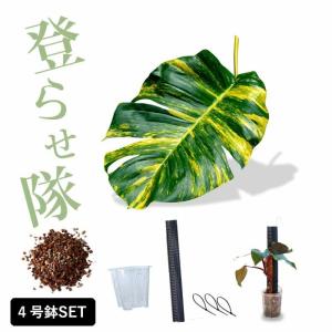 植木鉢 透明 プラ鉢 樹脂性 ネガミエル サトイモ科の植物、登らせ隊（5点SET）４号サイズ※お届けは6/13〜｜e-花屋さん