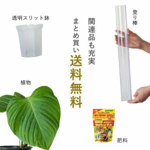 ねこチップ ネコチップ 観葉植物の土 植物がよ...の詳細画像3