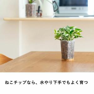 ねこチップ ネコチップ 観葉植物の土 植物がよ...の詳細画像4