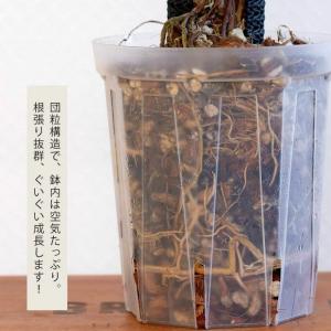 ねこチップ ネコチップ 観葉植物の土 植物がよ...の詳細画像5