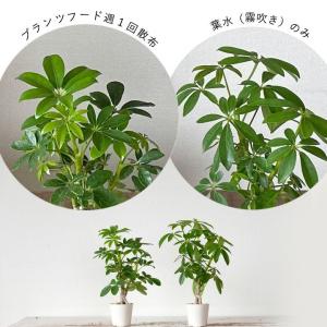 活力剤 植物 活力液 液肥 葉水 スプレー タ...の詳細画像4