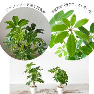 活力剤 植物 活力液 液肥 葉水 スプレー タ...の詳細画像5