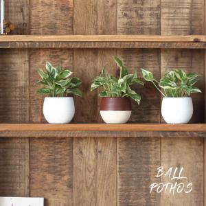 観葉植物 ポトス 人気 育てやすい おしゃれ インテリア グリーン 小型 ミニ ポトスエンジョイ・ミニball鉢