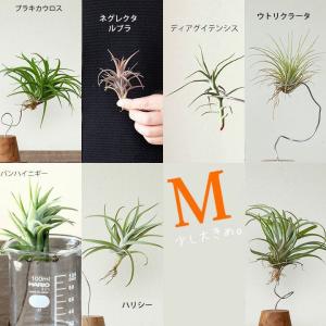 エアプランツ チランジア ティランジア 観葉植物 種類 室内 おしゃれ インテリア 育てやすい ちょっぴり大きめ！名人が時間をかけたエアープランツ　｜e-8783