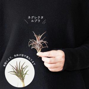 エアプランツ名人のエアープランツ(ほどよく大き...の詳細画像5