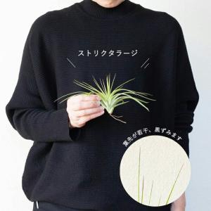 エアプランツ名人のエアープランツ(ほどよく大き...の詳細画像3
