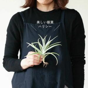 エアプランツ名人のエアープランツ(ほどよく大き...の詳細画像1