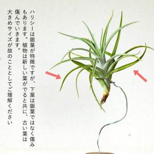 エアプランツ名人のエアープランツ(ほどよく大き...の詳細画像2