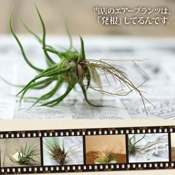エアープランツ チランジア 観葉植物 種類 室内 おしゃれ インテリア テーブル &quot;エアープランツ ...