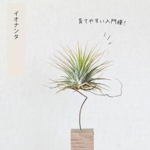 エアープランツ チランジア 観葉植物 種類 室...の詳細画像1