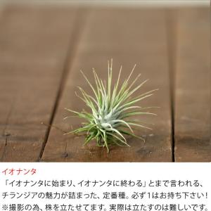 エアープランツ チランジア 観葉植物 種類 室...の詳細画像2