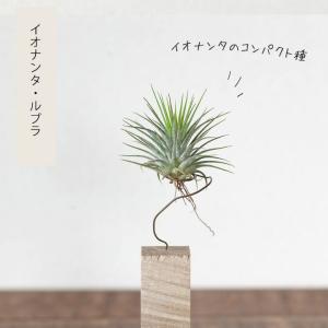 エアープランツ チランジア 観葉植物 種類 室...の詳細画像3