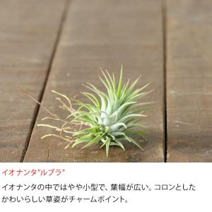 エアープランツ チランジア 観葉植物 種類 室...の詳細画像4