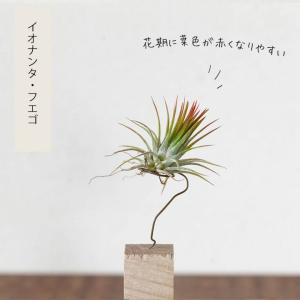 エアープランツ チランジア 観葉植物 種類 室...の詳細画像5