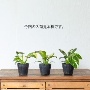 お手頃サイズ!フィロデンドロン・グリーンコンゴ...の詳細画像3