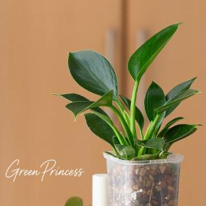 観葉植物 フィロデンドロン お手頃サイズ！フィロデンドロン・グリーンプリンセス