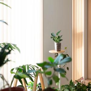 観葉植物 フィロデンドロン お手頃サイズ!フィ...の詳細画像1